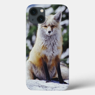 Funda Para iPhone 13 Zorro rojo sentado en un banco de nieve, Vulpes, M