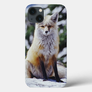 Funda Para iPhone 13 Zorro rojo sentado en un banco de nieve, Vulpes, M