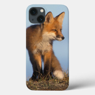 Funda Para iPhone 13 zorro rojo, vulpes del Vulpes, en las 1002 áreas