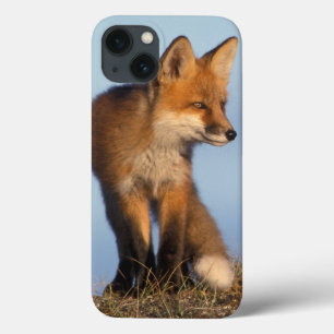 Funda Para iPhone 13 zorro rojo, vulpes del Vulpes, en las 1002 áreas