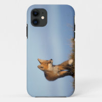 zorro rojo, Vulpes vulpes