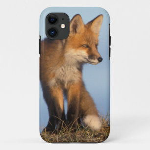 Funda Para iPhone 11 zorro rojo, Vulpes vulpes
