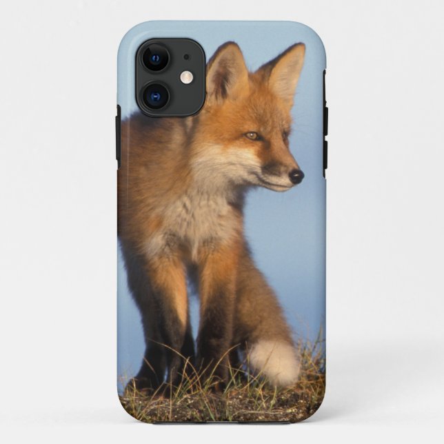Funda De Case-Mate Para iPhone zorro rojo, Vulpes vulpes (Reverso)