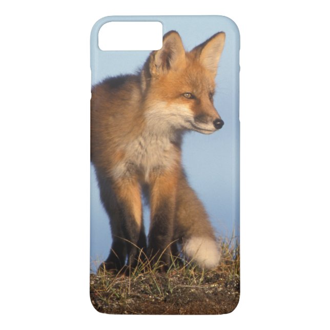 Funda De Case-Mate Para iPhone zorro rojo, Vulpes vulpes (Reverso)