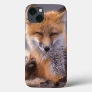 Funda Para iPhone 13 zorro rojo, Vulpes vulpes, cachorro rascándose,