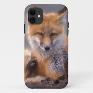 Funda Para iPhone 11 zorro rojo, Vulpes vulpes, cachorro rascándose,