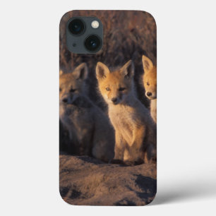 title_seo2 zorro rojo, Vulpes vulpes, crías