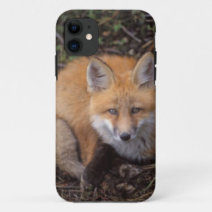 Funda Para iPhone 11 zorro rojo, Vulpes vulpes, en colores de otoño