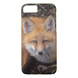 title_seo2 zorro rojo, vulpes vulpes vulpes, en colores otoña