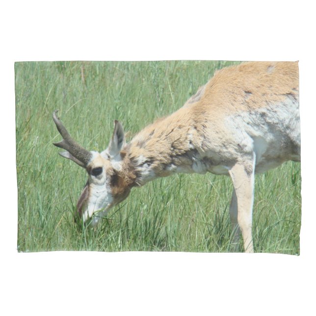 Funda De Cojín A11 Pronghorn Antelope Buck Grazing (Anverso)