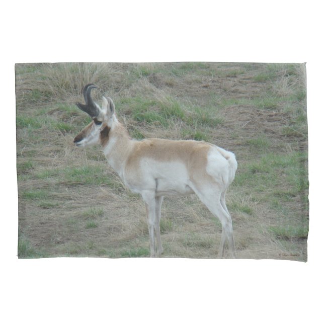 Funda De Cojín A26 Pronghorn Antelope Buck (Anverso)