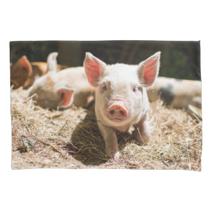 Funda De Cojín Animales de bebé más afectados Pizarra De Bebé