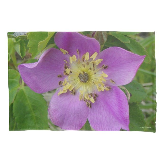 Funda De Cojín F13 Rosa Silvestre Alberta Rosa Silvestre (Anverso)