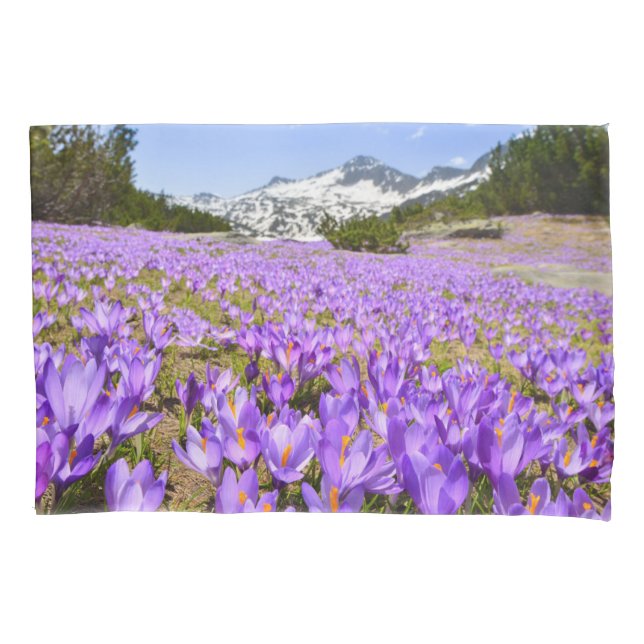 Funda De Cojín Flores | Crocus Pirin Mountain Park Bulgaria (Anverso)