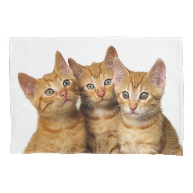 Funda De Cojín Foto principal de tres amigos gatitos de jengibre  (Anverso)