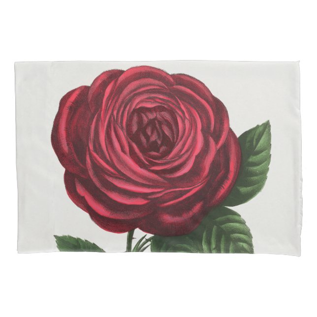 Funda De Cojín Litografía de rosa antigua, François-Frédéric Grob (Anverso)