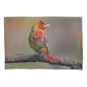 Funda De Cojín Moldura de Tanager de escarlata - Fotografía origi