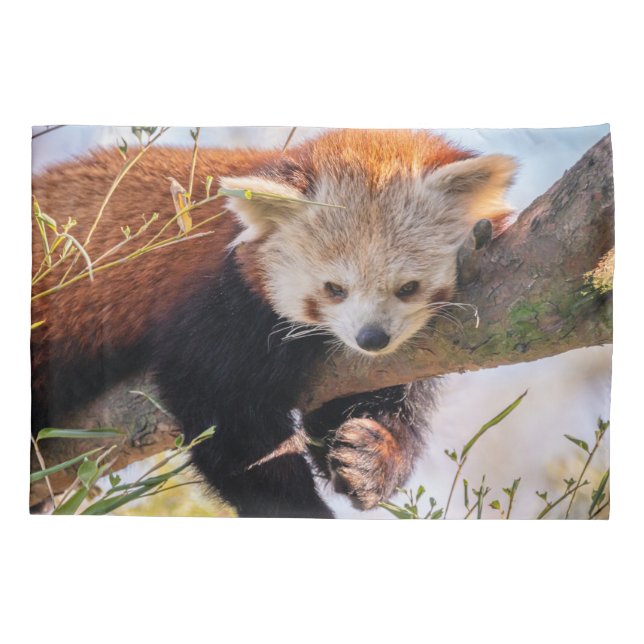 Funda De Cojín Panda rojiza perezosa (Reverso)