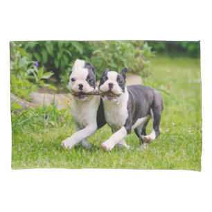 Funda De Cojín Perritos divertidos de Boston Terrier jugando -