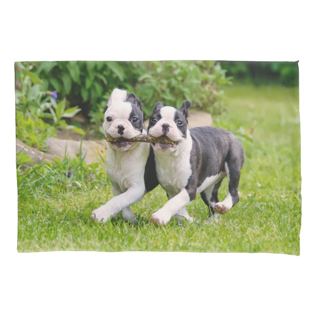 Funda De Cojín Perritos divertidos de Boston Terrier jugando - (Anverso)