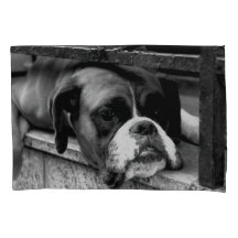 Perro Boxer En Windowsill Pcnm