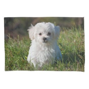 Funda De Cojín Perro picante maltés blanco y esponjoso