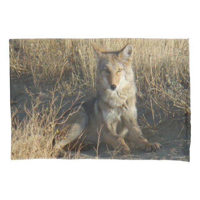 Funda De Cojín R15 Coyote Acostado (Anverso)