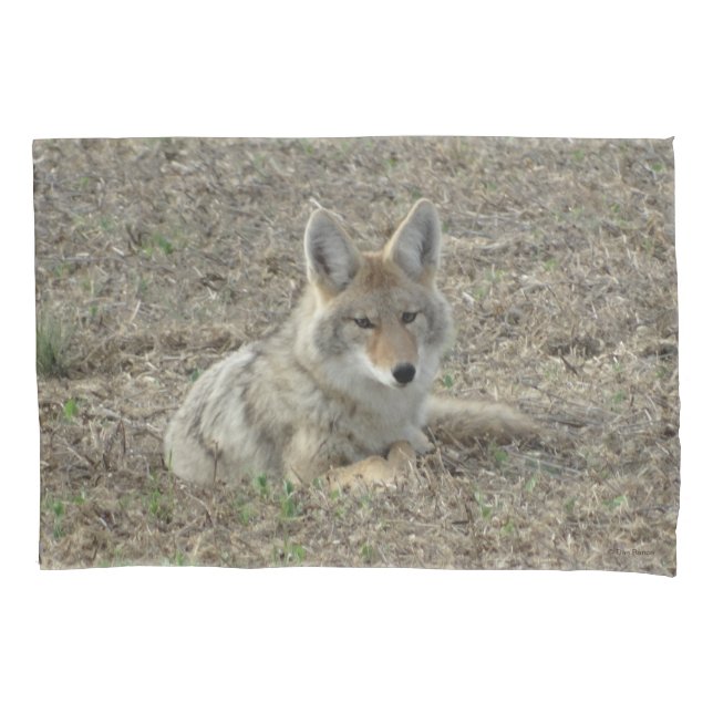 Funda De Cojín Rótulo de coyote R22 (Anverso)