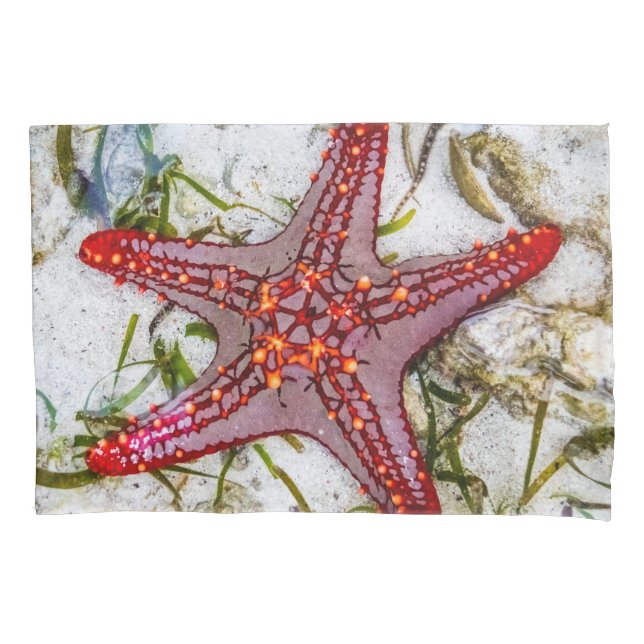Funda De Cojín Starfish, Zanzíbar, Tanzania (Anverso)