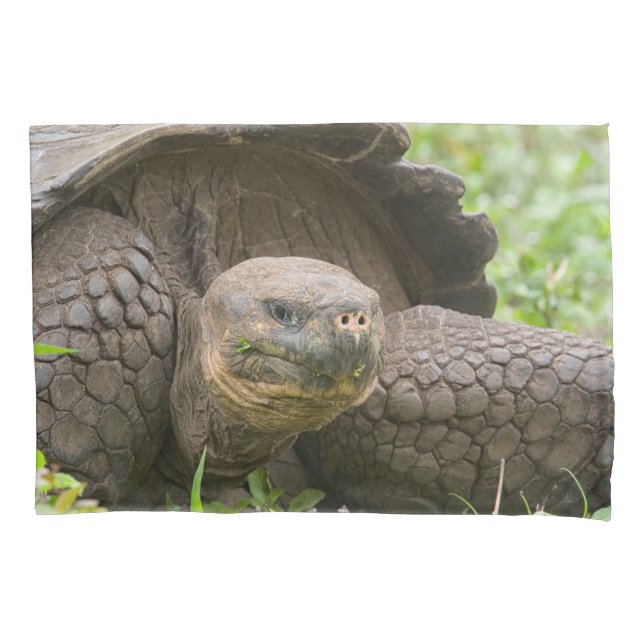 Funda De Cojín Tortuga gigante (Anverso)