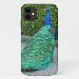funda de iPhone 5, "Orgulloso Peacock"