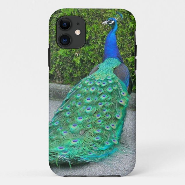 funda de iPhone 5, "Orgulloso Peacock" (Reverso)