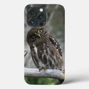 Funda de iPhone Pygmy Owl 13 Pro