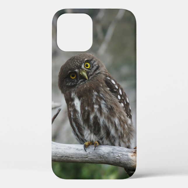 Funda de iPhone Pygmy Owl Northern 12 (Reverso )