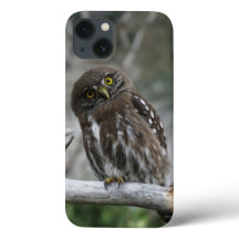 Funda de iPhone Pygmy Owl Northern 13