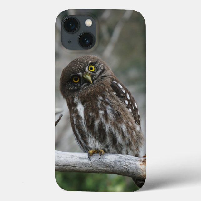 Funda de iPhone Pygmy Owl Northern 13 (Reverso)