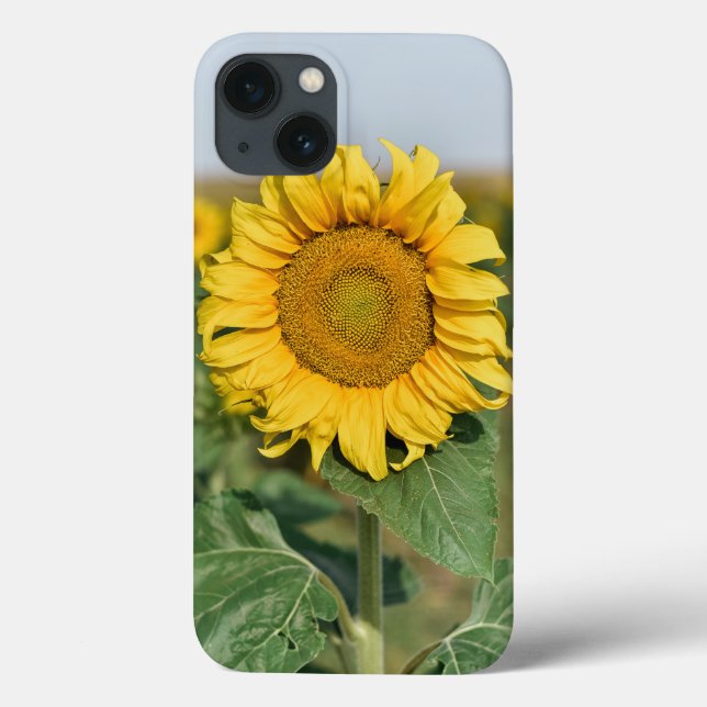 Funda del iPhone 13 de girasol (Reverso)