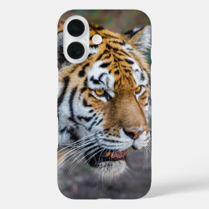 Funda iPhone 16 Amur tiger