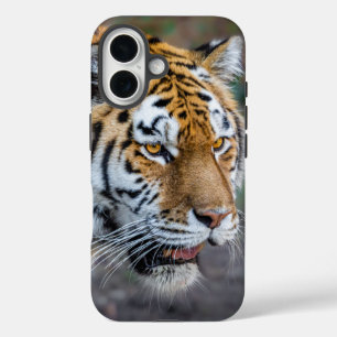 Funda iPhone 16 Amur tiger