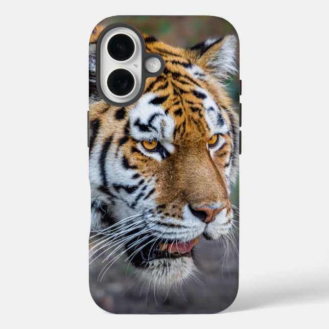 Funda iPhone 16 Amur tiger (Reverso )