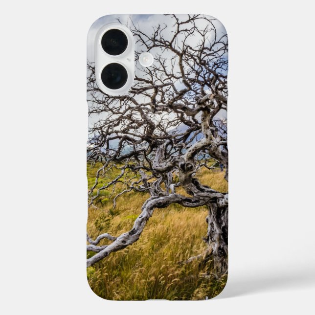 Funda iPhone 16 Árbol quemado, Torres del Paine, Chile (Reverso )