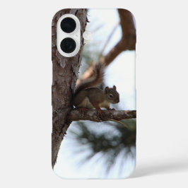 Funda iPhone 16 Ardilla en un árbol de pino