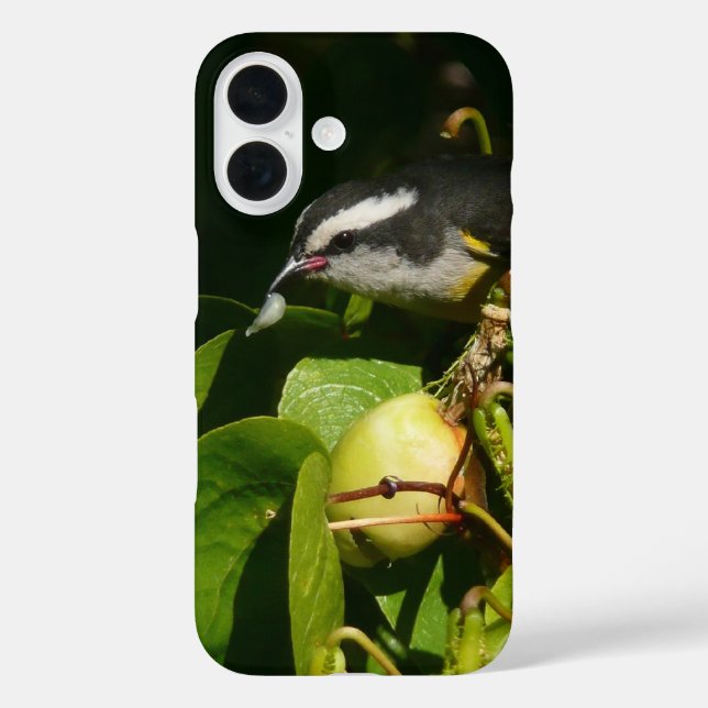 Funda iPhone 16 Aves Bananaquit comiendo fotografía tropical (Reverso )