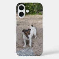 Capo von Oppenheim Jack Russell Terrier, Perro
