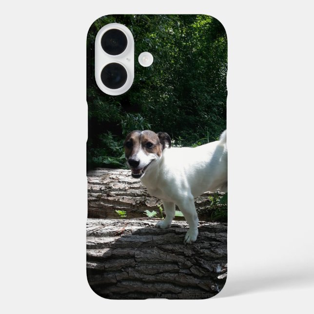 Funda iPhone 16 Capo von Oppenheim Jack Russell Terrier, Perro (Reverso )