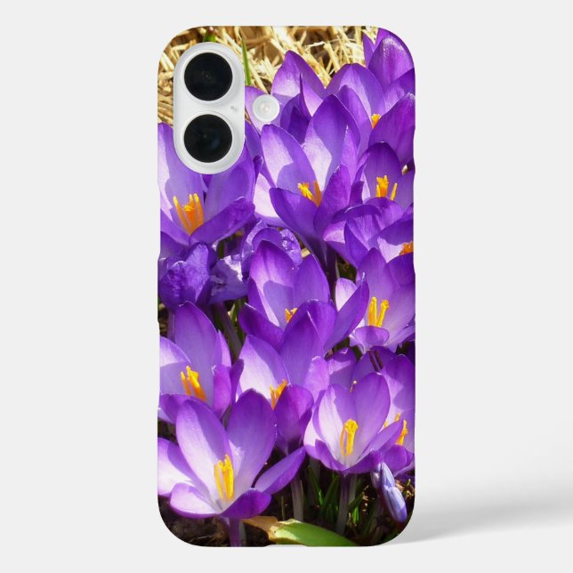 Funda iPhone 16 Cluster of Purple Crocuses Spring Floral (Reverso )