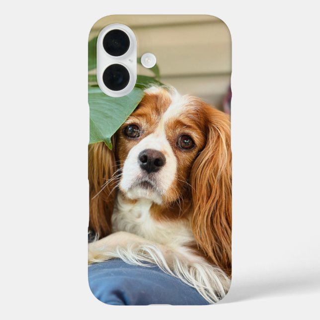 Funda iPhone 16 Estuche para iPhone King Charles Cavalier 16 (Reverso )