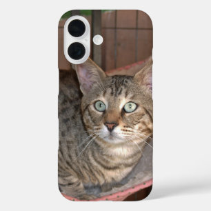 Funda iPhone 16 Estuche Savannah Cat Phone