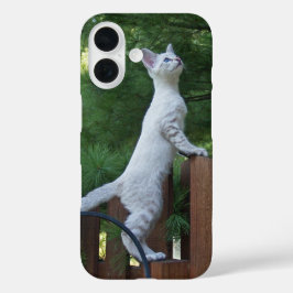 Funda iPhone 16 Estuche Savannah Cat Phone
