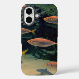 Funda iPhone 16 Fotografía subacuática del pez rosa Shoal
